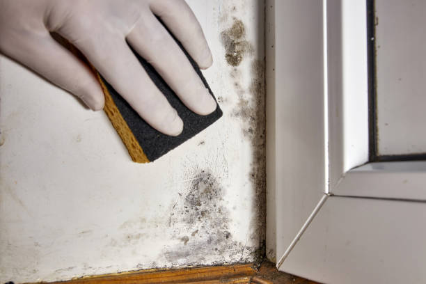 Best Environmental Consulting for Mold Prevention  in Wilson, OK